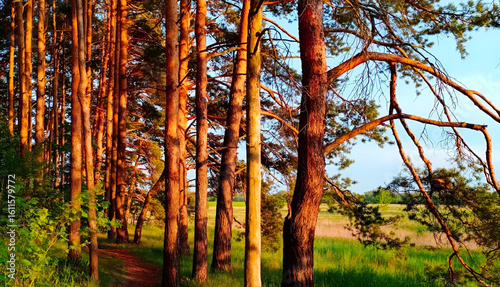 Sunlit forest path with tall trees and green grass in summer  