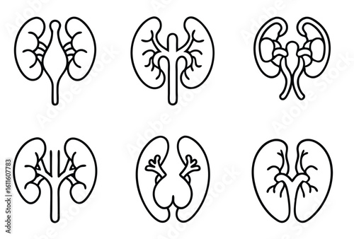Kidneys regulate electrolytes inside your body line art