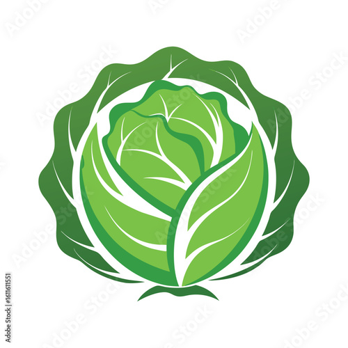 Fresh Green Cabbage Head Illustration on White Background 