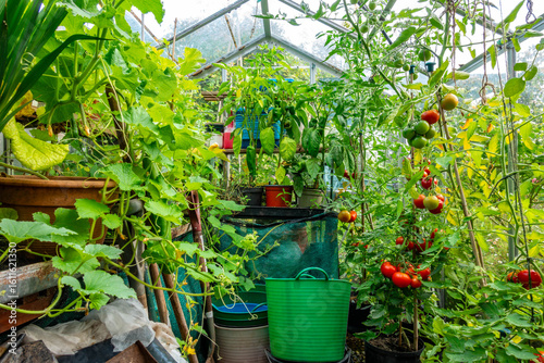 Tomatoes and peppers amongst other food growing in a greenhouse in a residential garden in the UK.