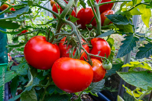 Truss of home grown tomatoes growing and ripening in a greenhouse.