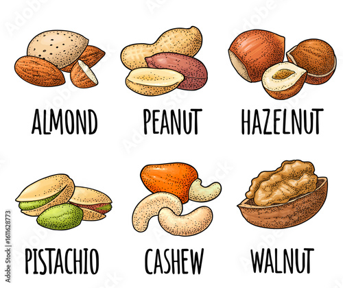 Set whole and half nut seed. Vintage color vector engraving illustration isolated on white. Handwriting lettering hazelnut, peanut, almond, cashew, pistachio, walnut
