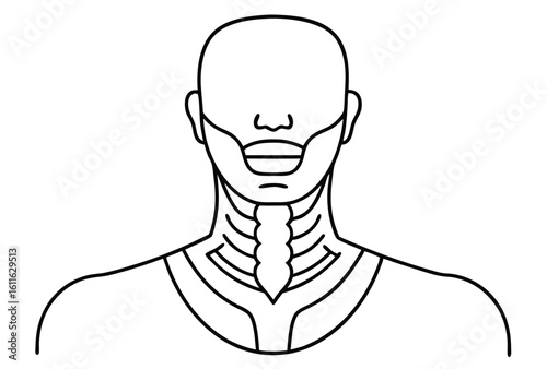 larynx vocal cord structure drawing line art