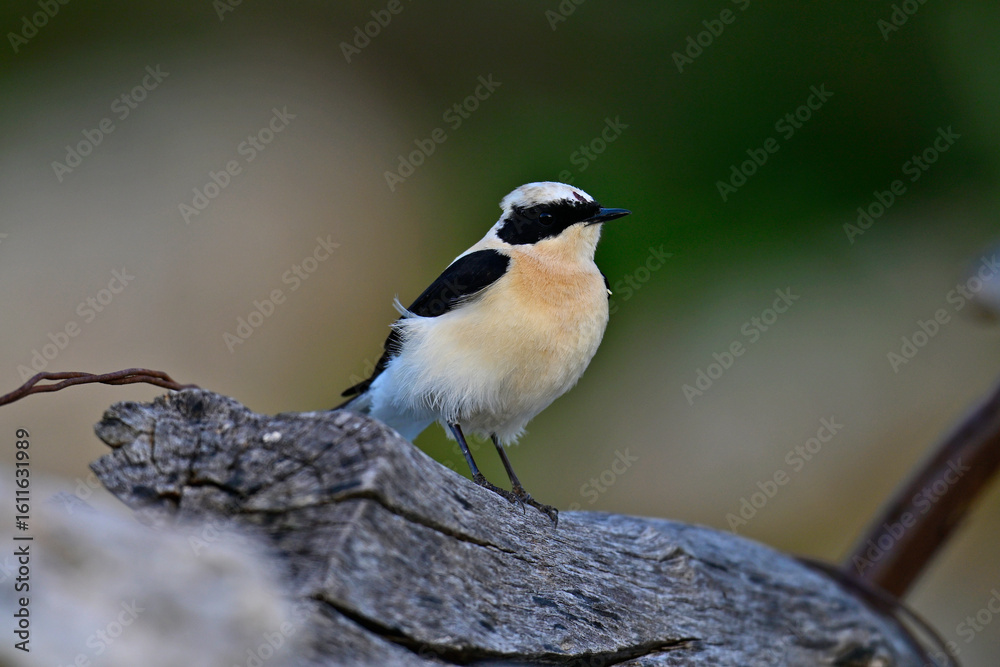 Obraz premium Balkansteinschmätzer // Eastern Black-eared Wheatear (Oenanthe melanoleuca) - Peloponnes, Griechenland