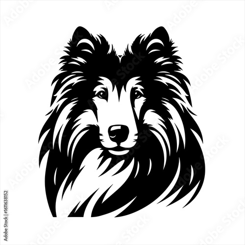 Collie dog portrait illustration