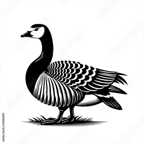 A goose illustration isolated on white