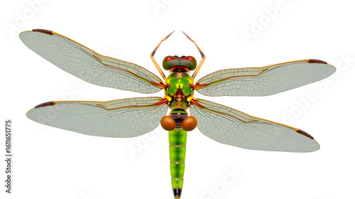 PNG cut out isolated background. A detailed top view of a green darner dragonfly, highlighting its elongated green body, large compound eyes, and intricately veined transparent wings.