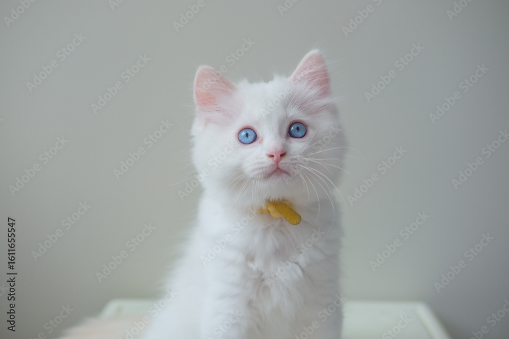 Obraz premium 2 months old ragdoll kitten standing on the floor. domestic cat