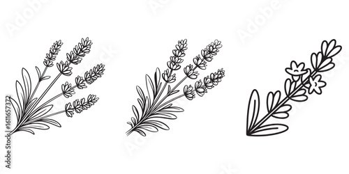 Elegant Lavender Sprigs in Simple Line Art A Botanical Illustration for Creative Projects and Artistic Designs, Ideal for Patterns