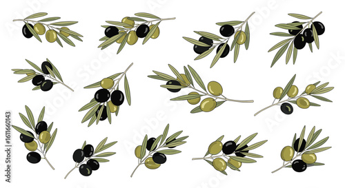 Beautiful collection of olive branches with green and black fruits ideal for mediterranean themed designs