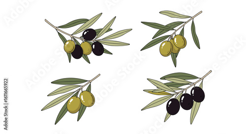 Four illustrations of olive branches with ripe black and green olives ready for harvest in the mediterranean region