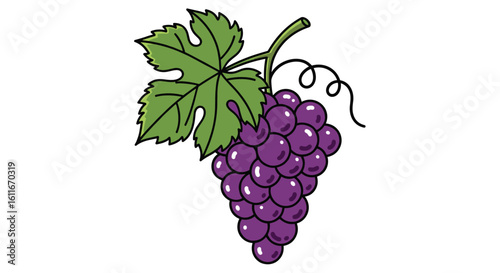 A healthy bunch of ripe purple grapes hanging from the vine with a green leaf and tendril