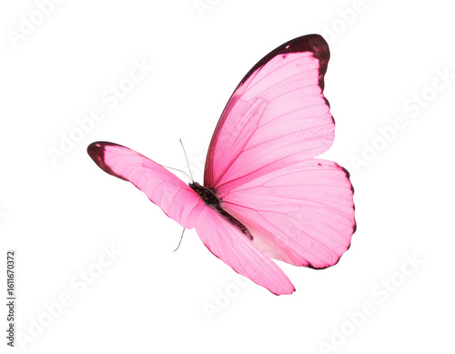 Side View of Light Pink Butterfly with Curved Wings and Shadow, Isolated on White