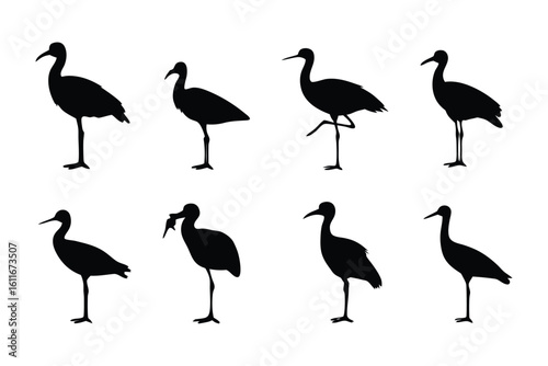 Silhouette of Ibis: A striking silhouette captures the elegant form of ibises in various poses, a minimalist representation of these graceful wading birds.