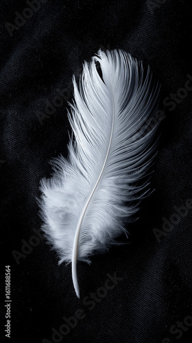 A single white feather lying diagonally on a dark black textured background in a studio shot