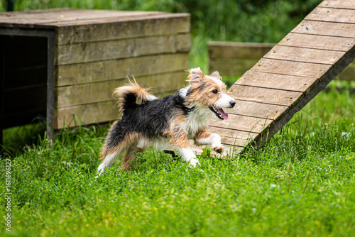 Adorable happy scruffy dog running on the grass near agility ramp in an outdoor training area in a dog park