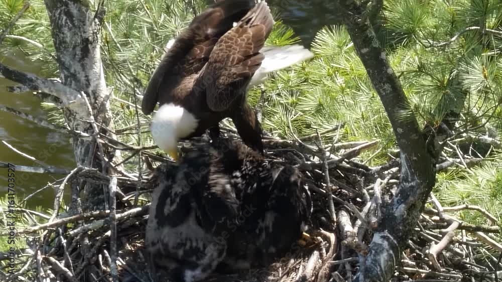 A bald eagle nurtures her baby chicks in a nest located among trees, overlooking a flowing river. The mother eagle watches protectively over her young.