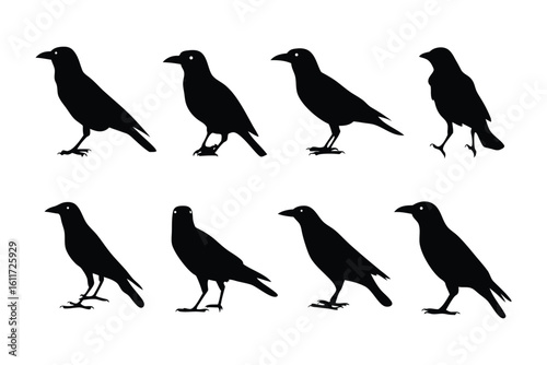 Black Crows in Silhouette: A series of crows captured in striking silhouette, each with unique poses, offering a sense of the wild birds.