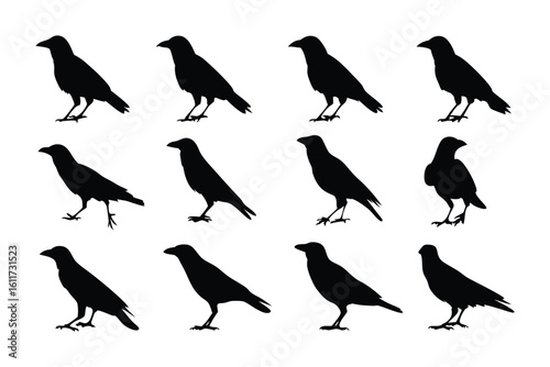 Raven Silhouettes: An artful display of multiple raven silhouettes, offering a stark and dramatic presentation, perfectly illustrating the striking elegance of this fascinating avian species.