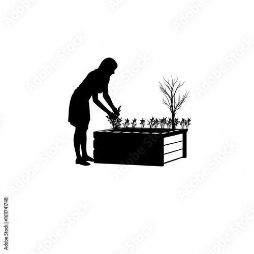 Silhouette of a woman placing seedlings in a wooden planter box