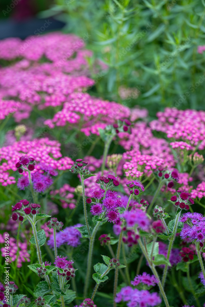Close up of Blooming Yarrow Herb in Summer Close up of Blooming Yarrow Herb in Summer