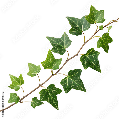 Green ivy plant branch with transparent background