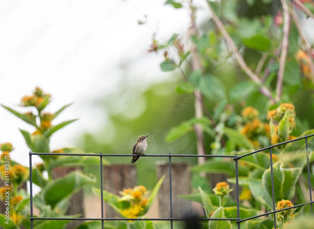 Obraz premium Tiny Hummingbird Sitting on Trellis Wire Taking a Break from Feeding