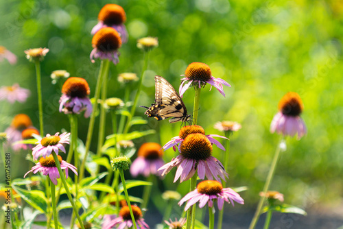 Butterfly in a Summer Garden