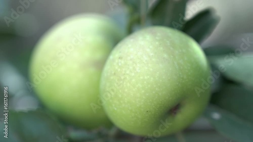 Green apple on mother plant tree in the garden