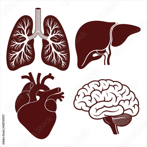 Human Organ Silhouettes Lungs Liver Heart Brain on White Background