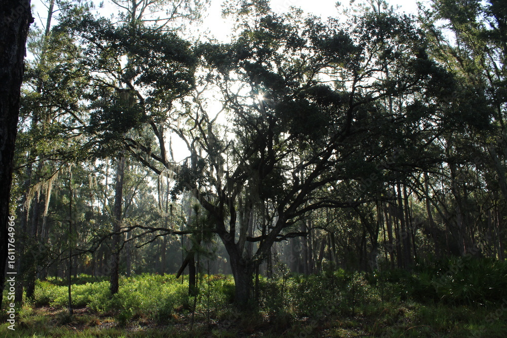 Fototapeta premium sun rays through trees