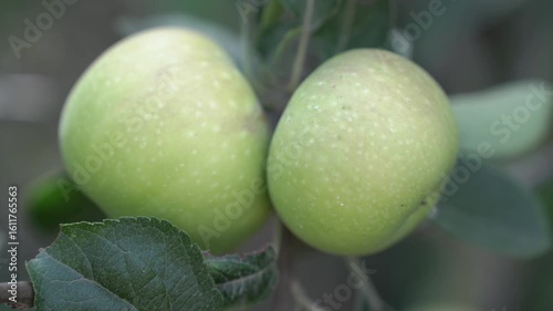 Green apple on mother plant tree in the garden