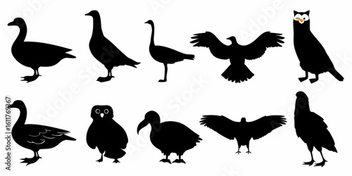 Vector  silhouette collection of various birds including geese owls and birds of prey on a white background