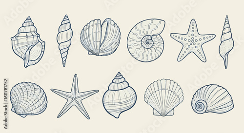 Hand Drawn Sea Shells Vector Set