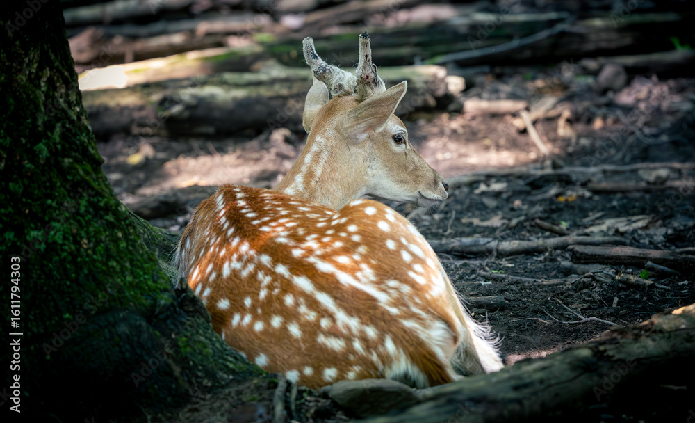 Fototapeta premium Fellow Deer in woods