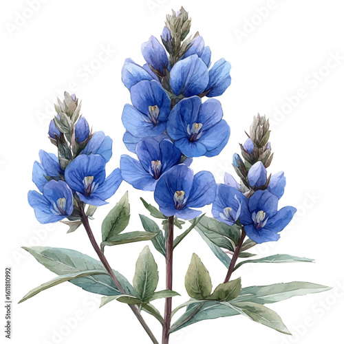 Wild Indigo Flower, watercolor clipart vector, isolated on a white background.