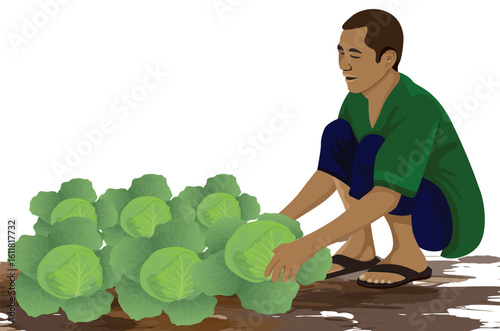 Young agriculturist is harvesting cabbage.vector design