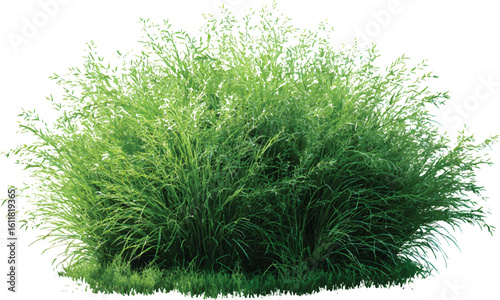  A lush grass bush, isolated on a white background