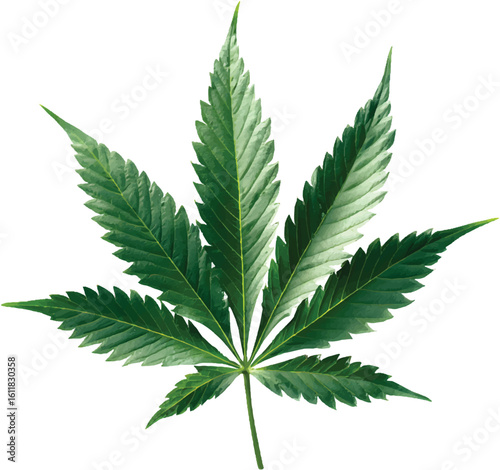 Cannabis leaf clipart, simple, white background, no shadow, realistic detail
