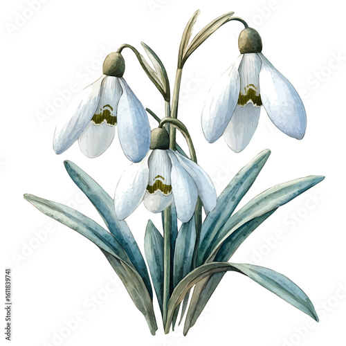 Snowdrop Flower, watercolor vector, isolated on a white background.