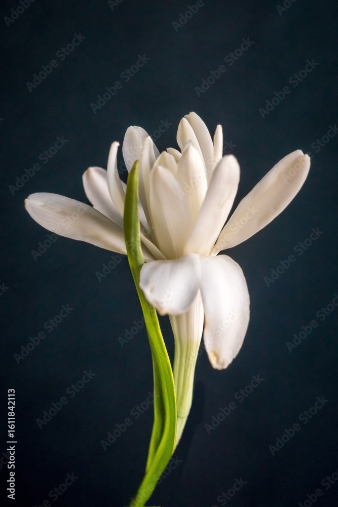 Obraz premium The elegance and beauty of tuberose or agave amica flower; Polianthes Tuberosa; close-up photography 