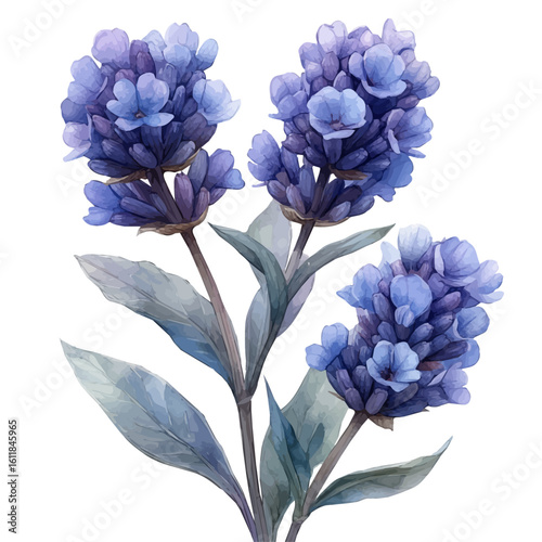 Sea Lavender Flower, watercolor drawing vector, isolated on a white background.