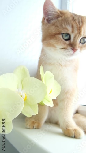 A British golden chinchilla cat lies in orchids and looks at the camera on a sunny day.