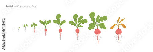 Growth stages of radish plants from seed to harvest