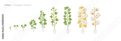 Botanical illustration of cotton plant growth stages