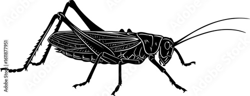 katydid silhouette line art vector illustration with a white background
