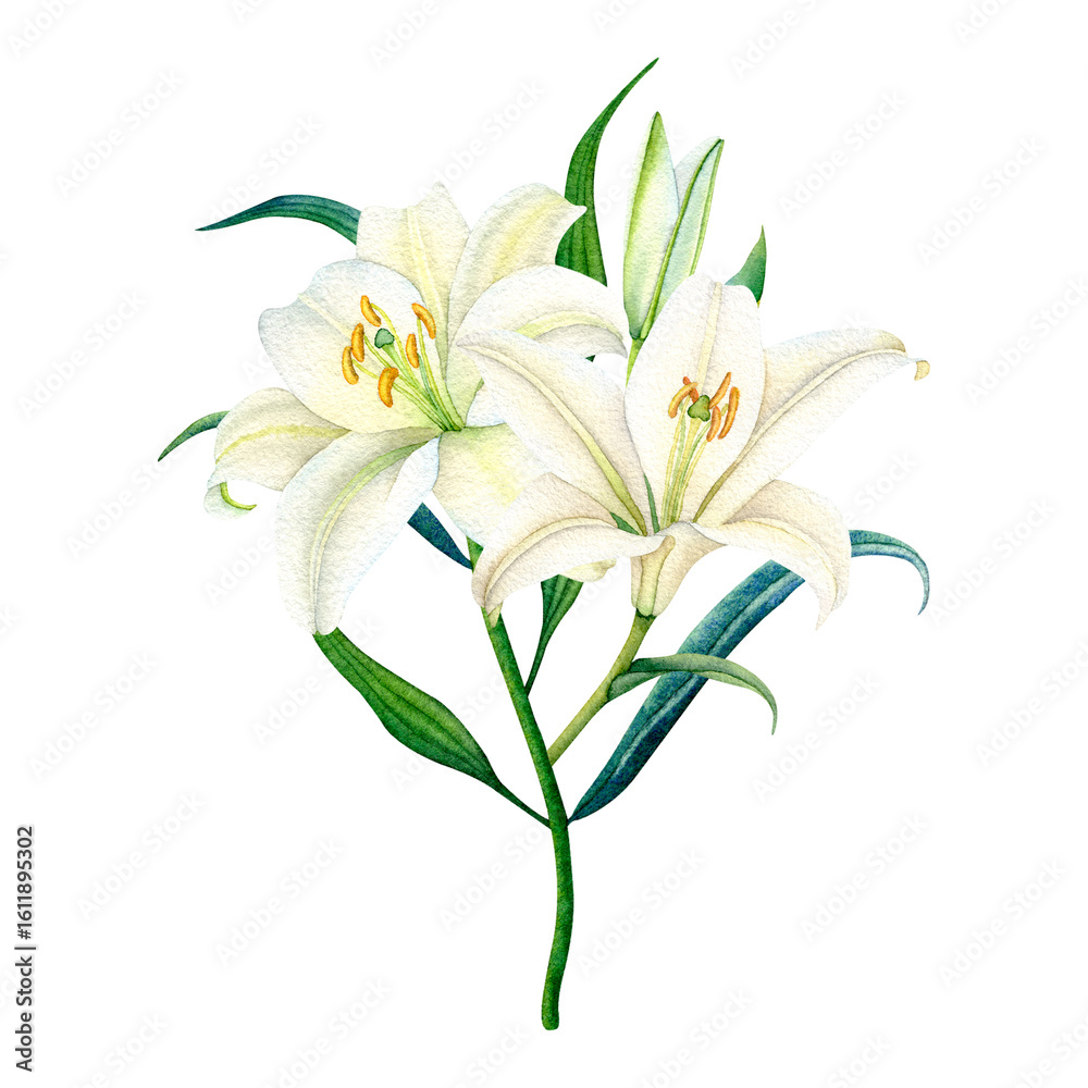 Fototapeta premium Delicate watercolor white lily with green leaves
