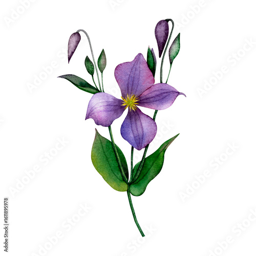 delicate watercolor purple clematis branch