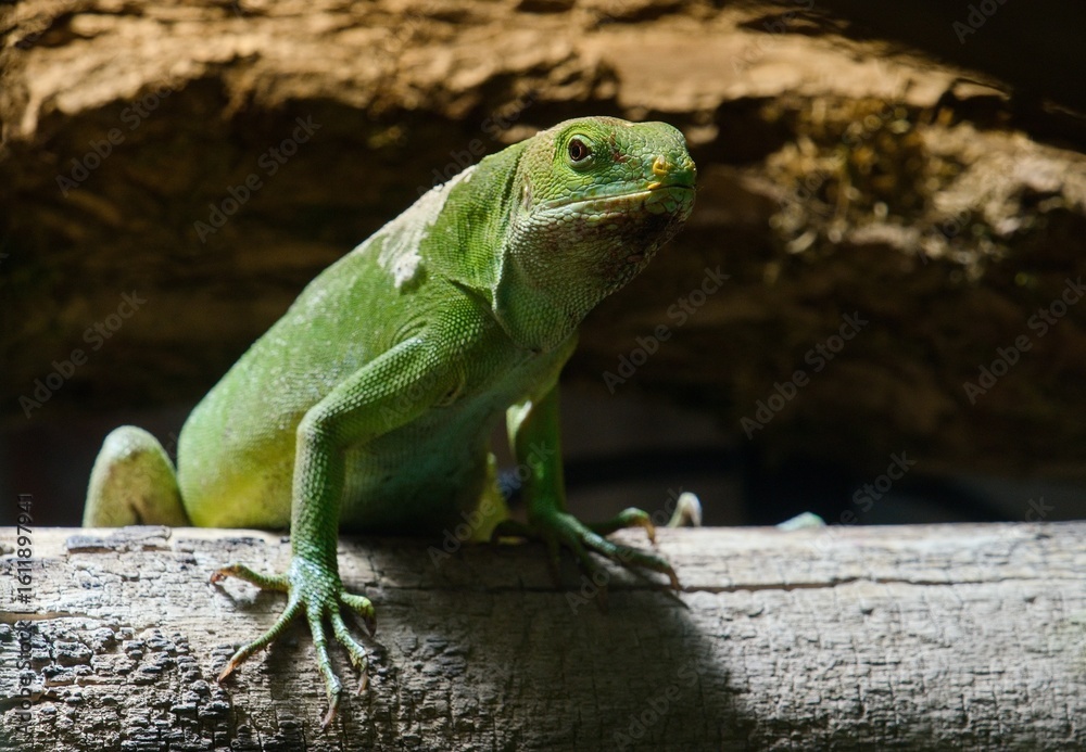 Obraz premium green lizard on a tree