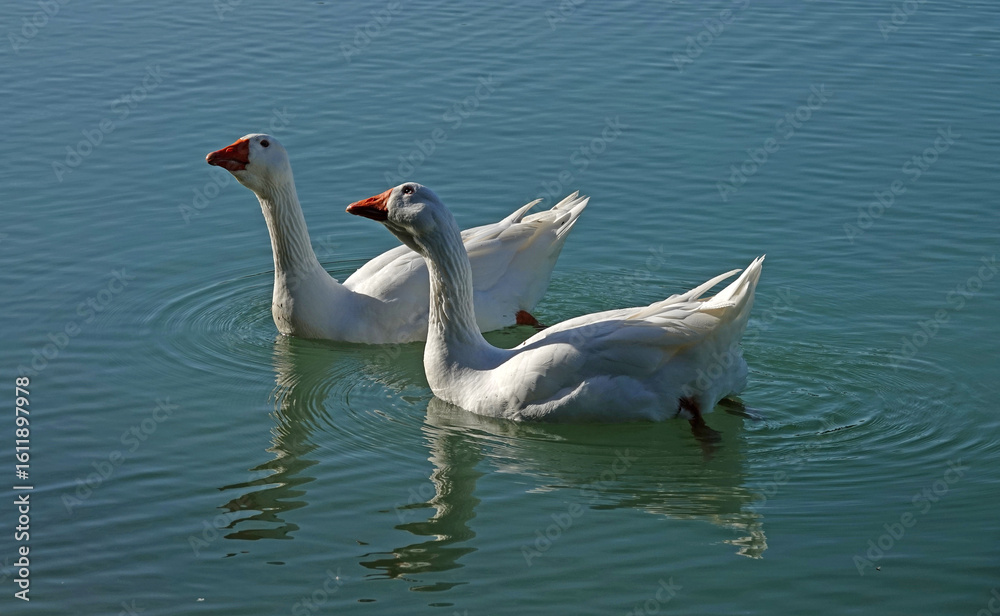 Fototapeta premium Two large white geese of the Emden goose breed glide over a calm water surface.Their feathers are pristine white, and they have orange beaks. The water reflects their silhouettes